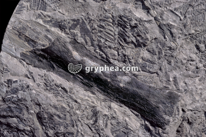 Tronc de prêle fossile (Calamites cisti) - gryphea.com